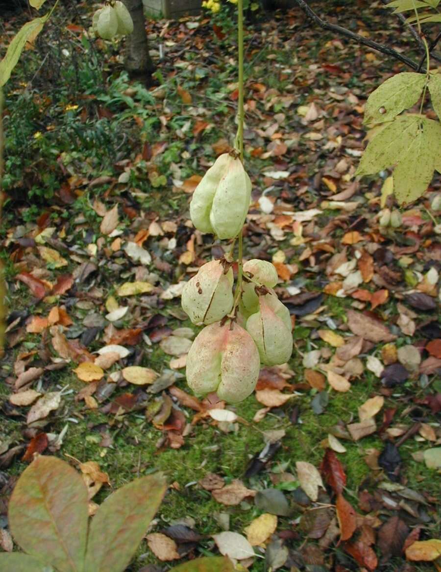 Image de arbre aux pistaches