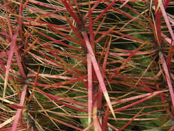 Image of Leconte's barrel cactus