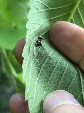 Sivun Maccaffertium pulchellum (Walsh 1862) kuva