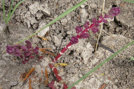 Image of Portulaca gilliesii Hook.