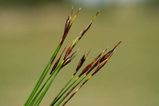 Imagem de Schoenus ferrugineus L.