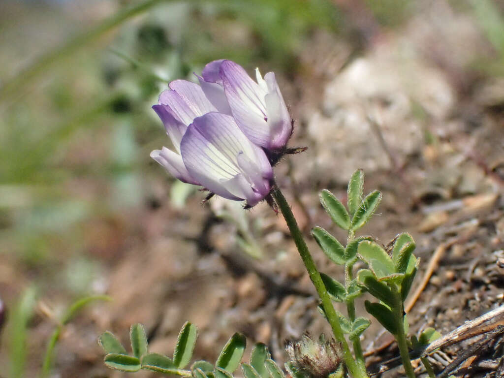 Image of Brewer's milkvetch