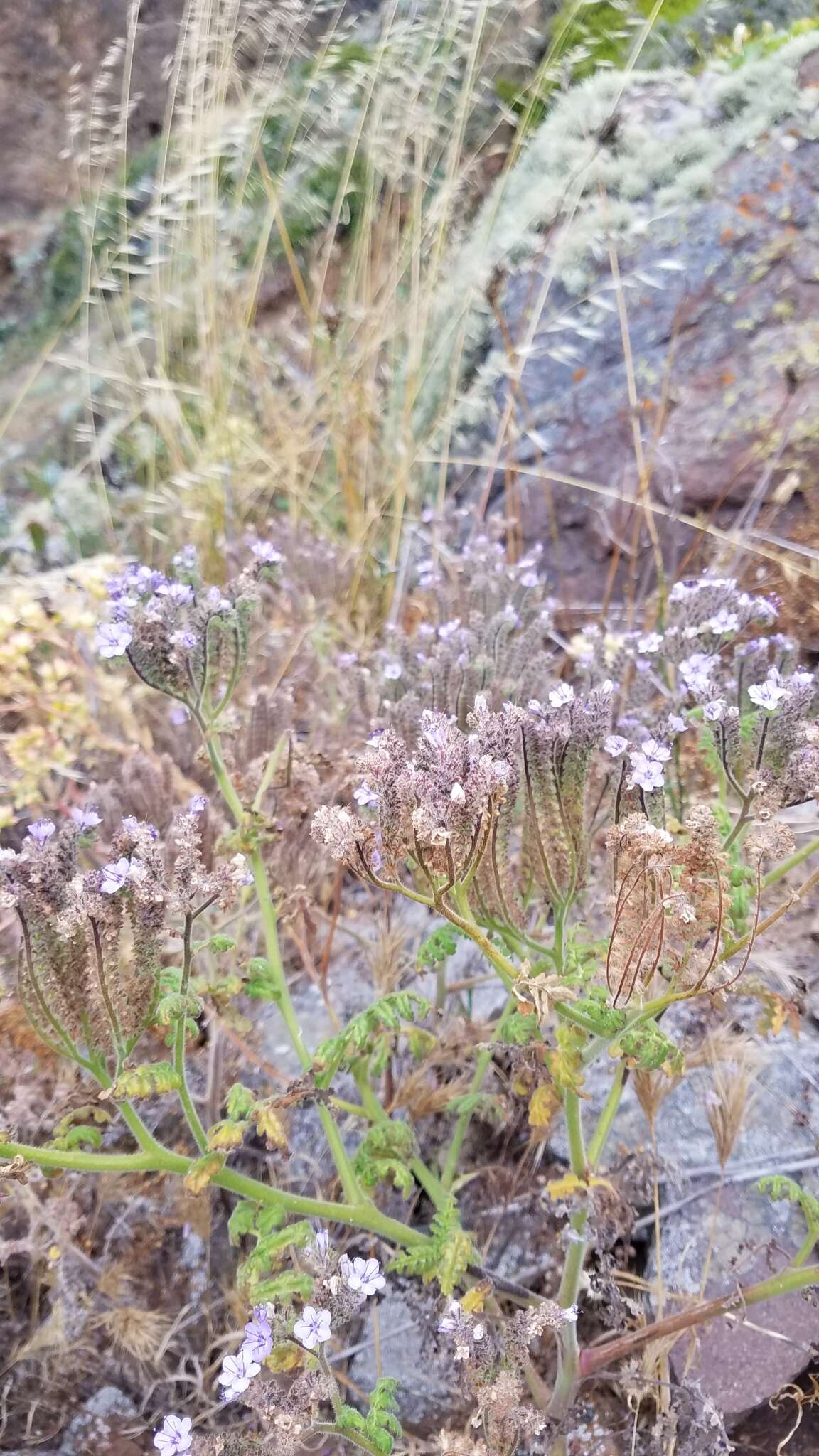 Imagem de Phacelia floribunda Greene