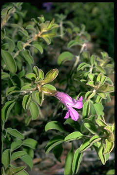 Image de Eremophila