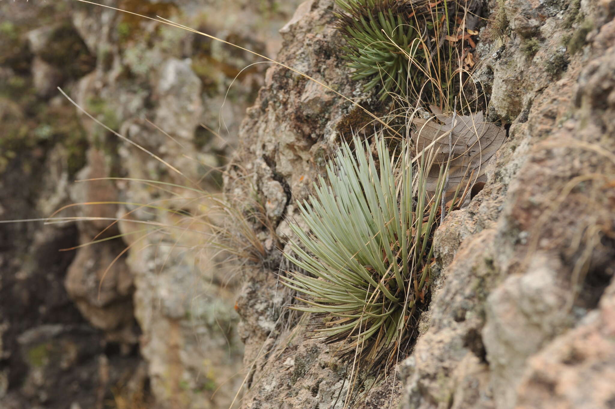 Image of Agave rzedowskiana P. Carrillo, Vega & R. Delgad.