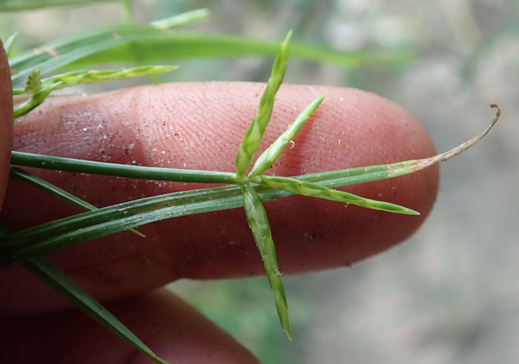 Imagem de Cyperus zollingeri Steud.