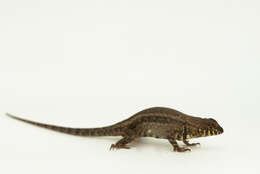 Imagem de Sceloporus pyrocephalus Cope 1864