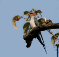 Image of Crested Treeswift