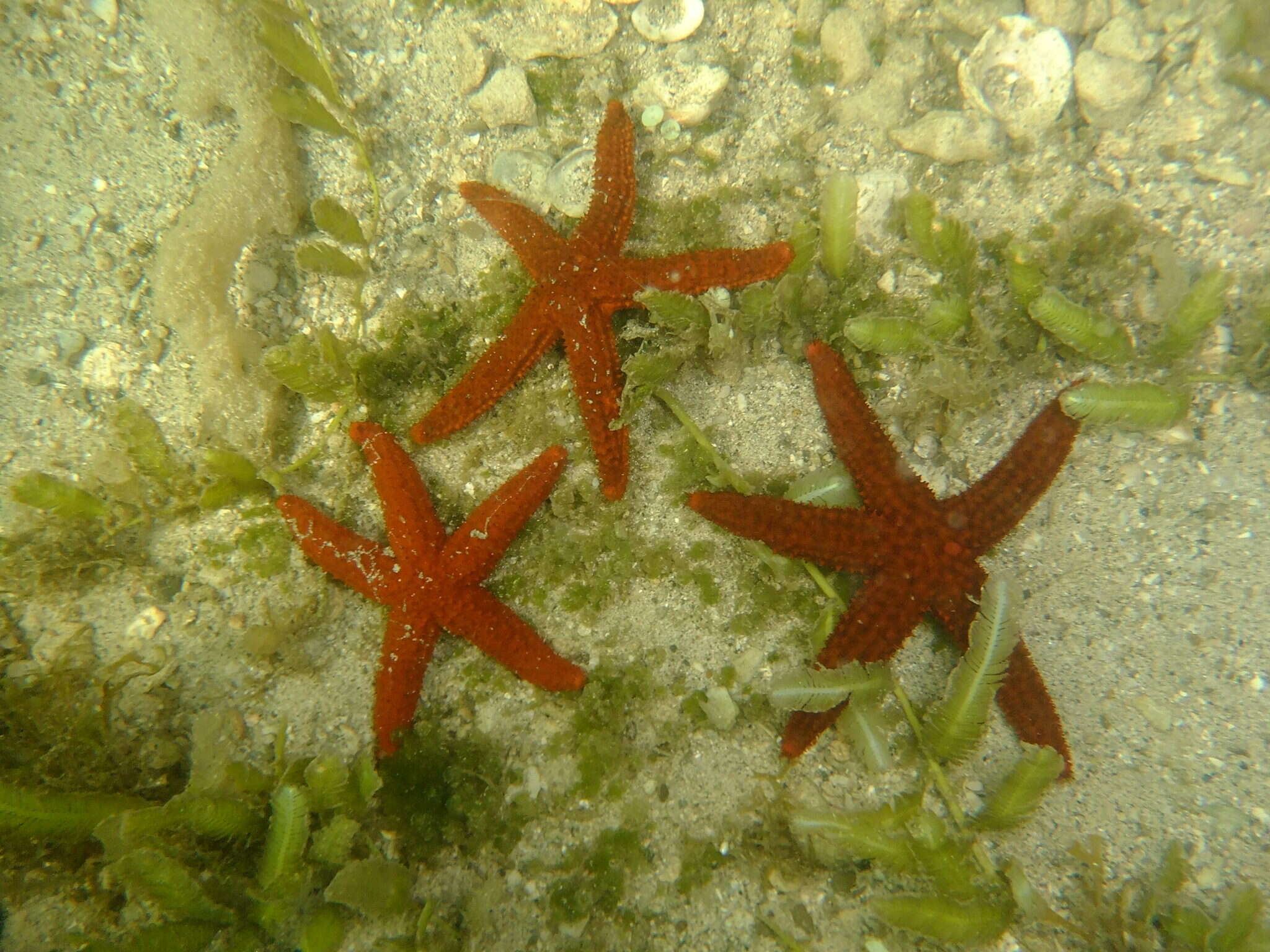 Image of Echinaster paucispinus A. M. Clark 1987