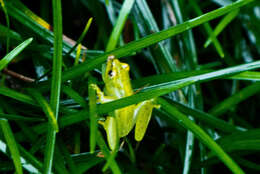 Image of Water Lily Frog