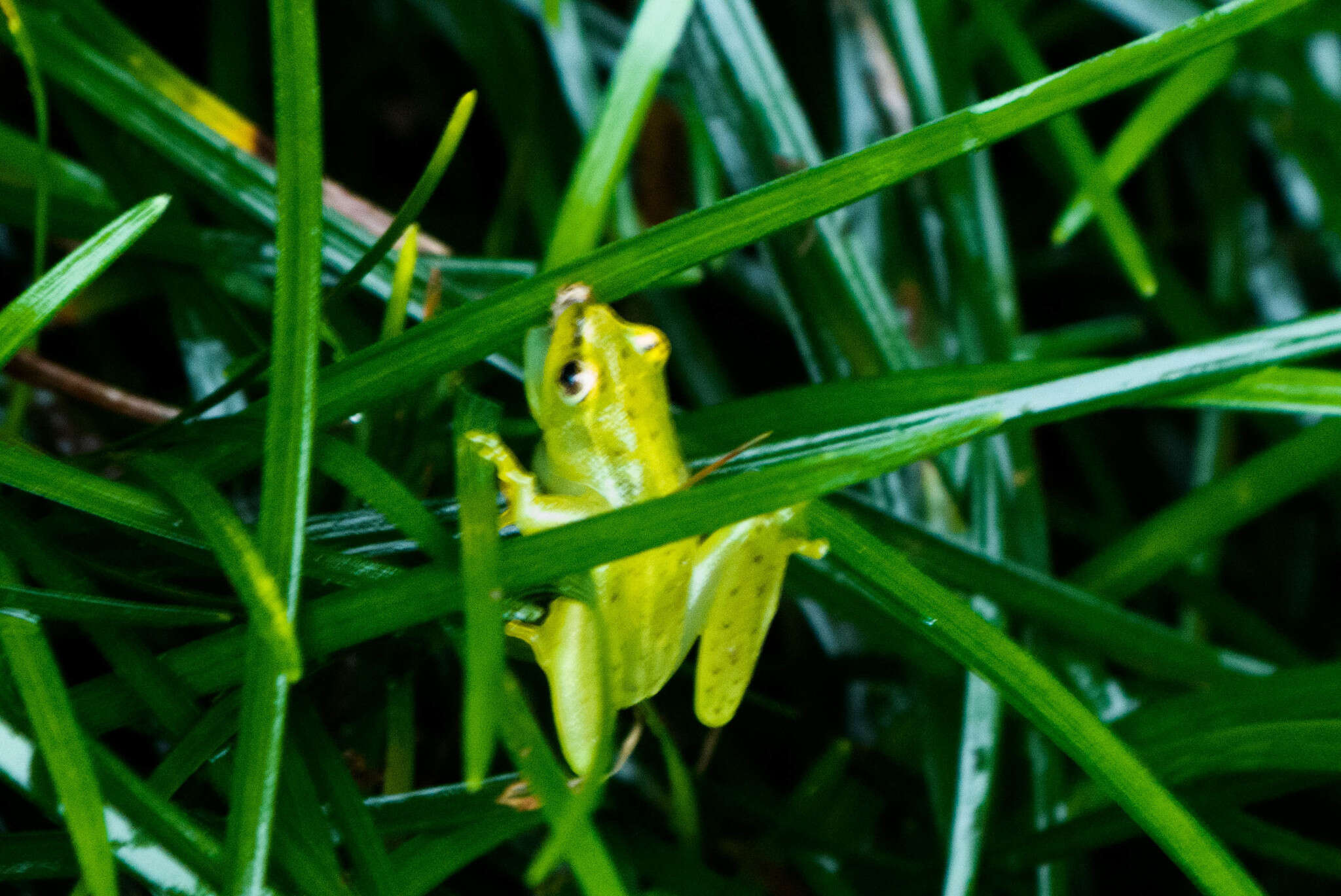 Image of Water Lily Frog