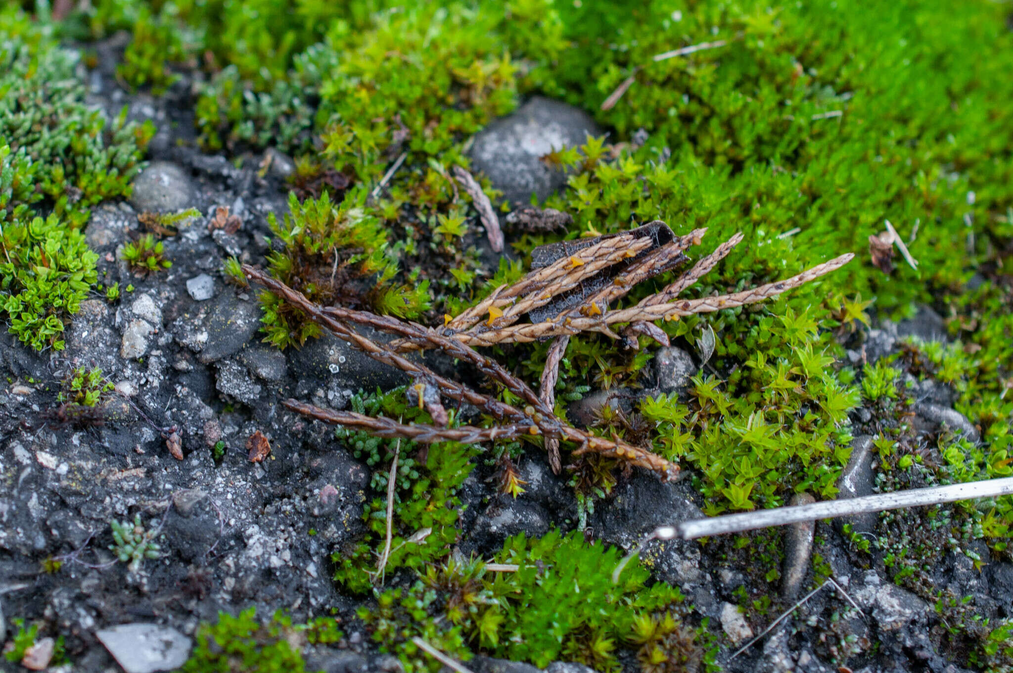 Image of Chloroscypha alutipes (W. Phillips) Dennis 1964