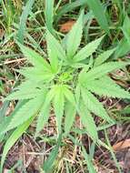 Imagem de Cannabis sativa subsp. indica (Lam.) E. Small & A. Cronquist