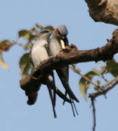 Image of Crested Treeswift