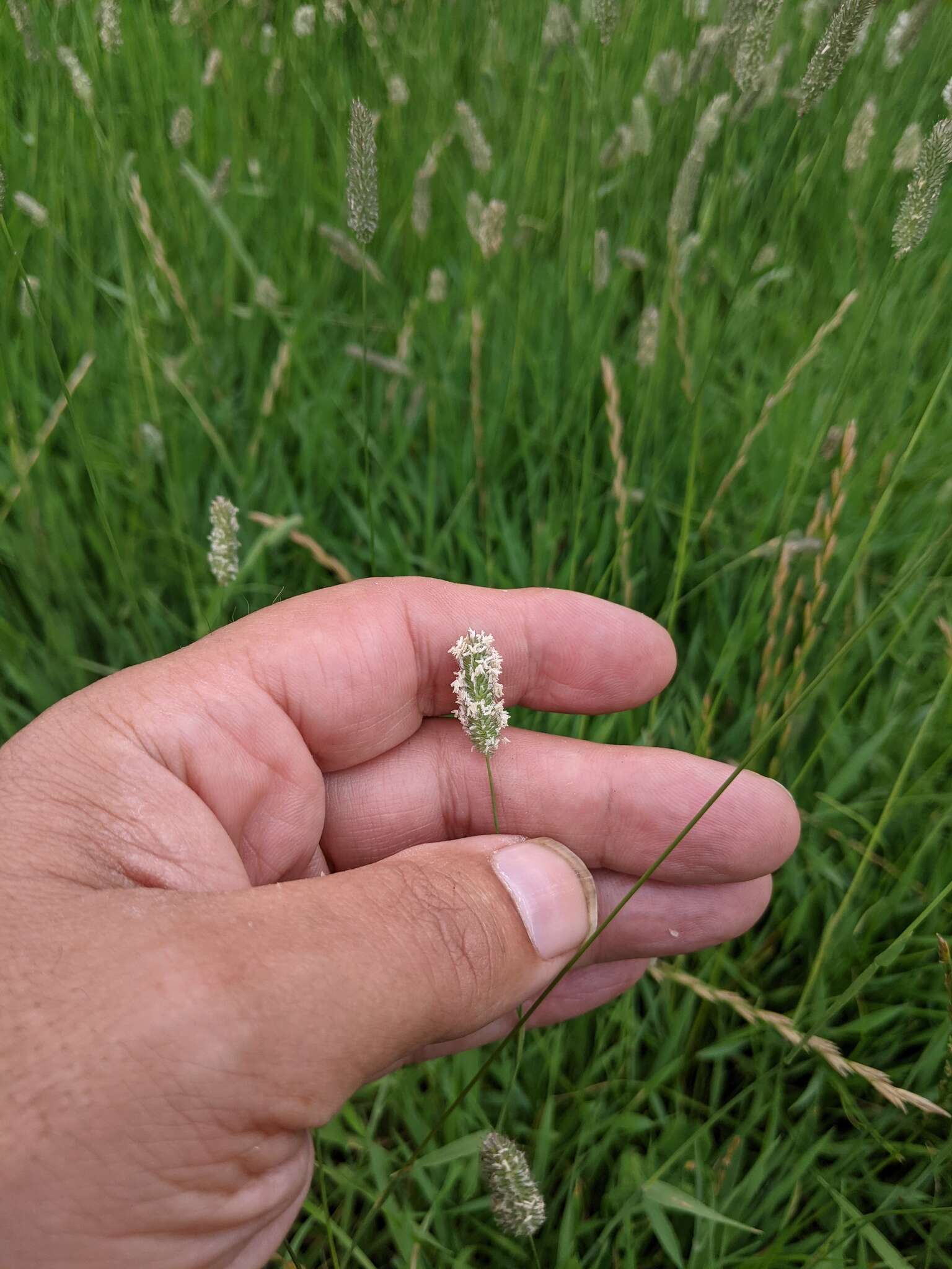 Image of Phleum bertolonii DC.