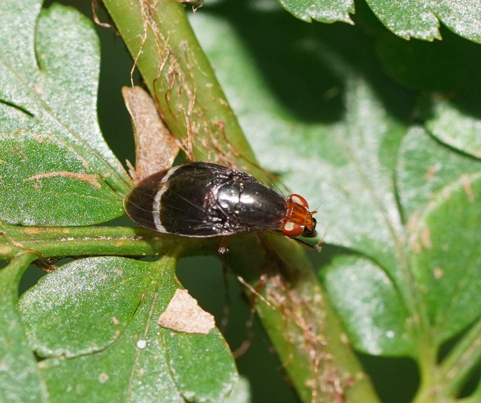 Image of Depressa striatipennis Malloch 1927