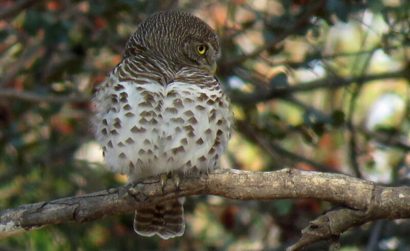 Image of Glaucidium capense ngamiense (Roberts 1932)