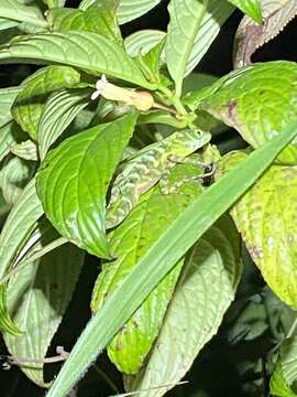 Image of Castillon Anole