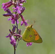 Image of Colias myrmidone (Esper 1781)