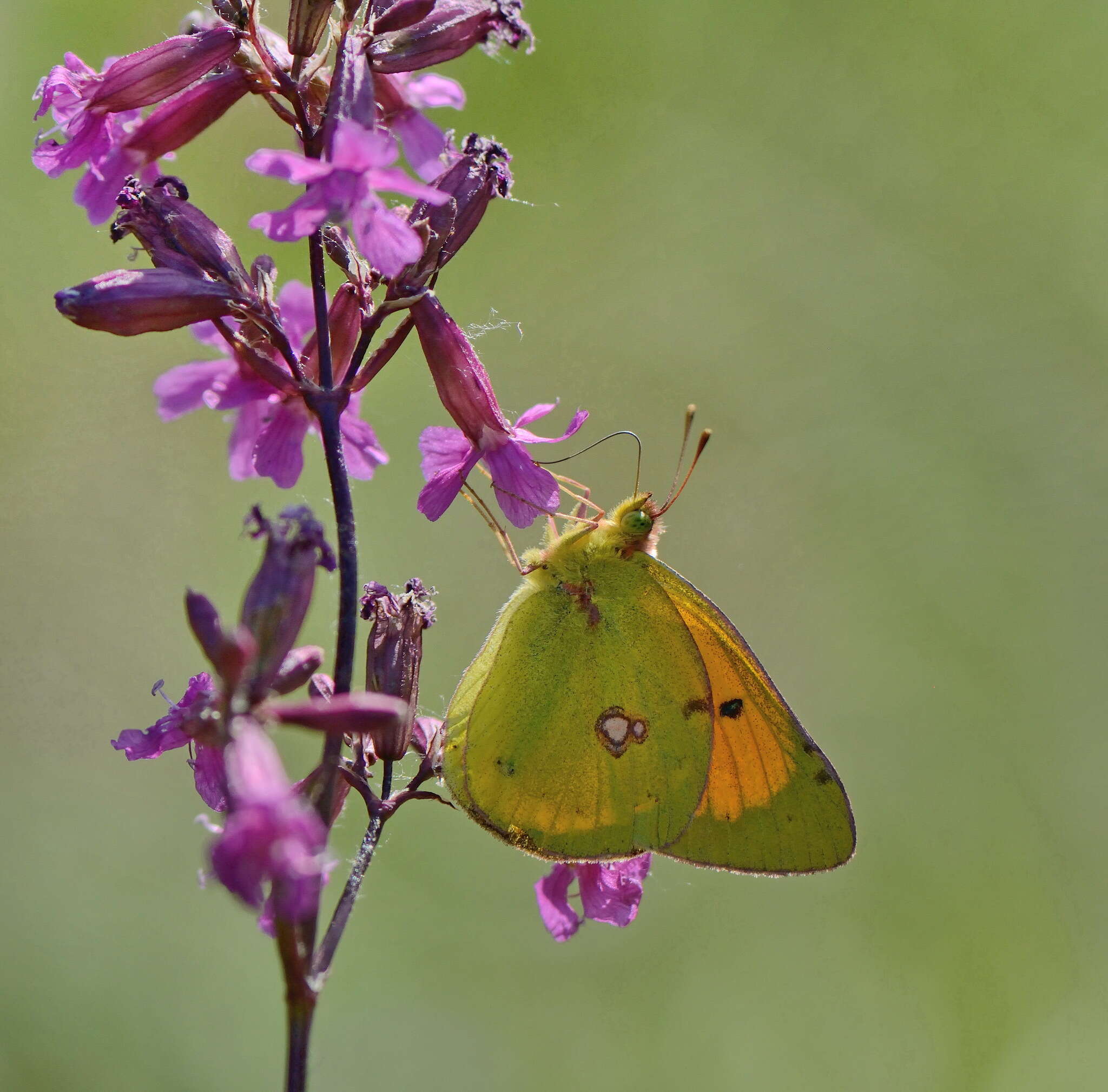 Plancia ëd Colias myrmidone (Esper 1781)