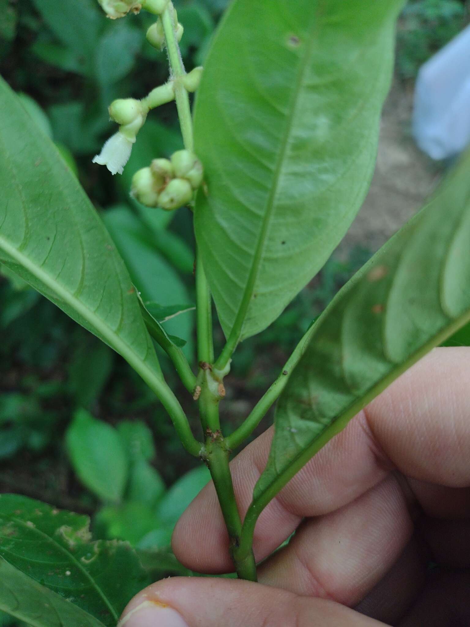 Image of Palicourea caerulea (Ruiz & Pav.) Schult.