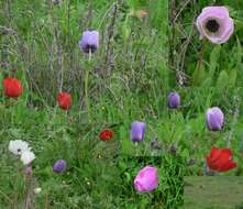 Imagem de Anemone coronaria L.