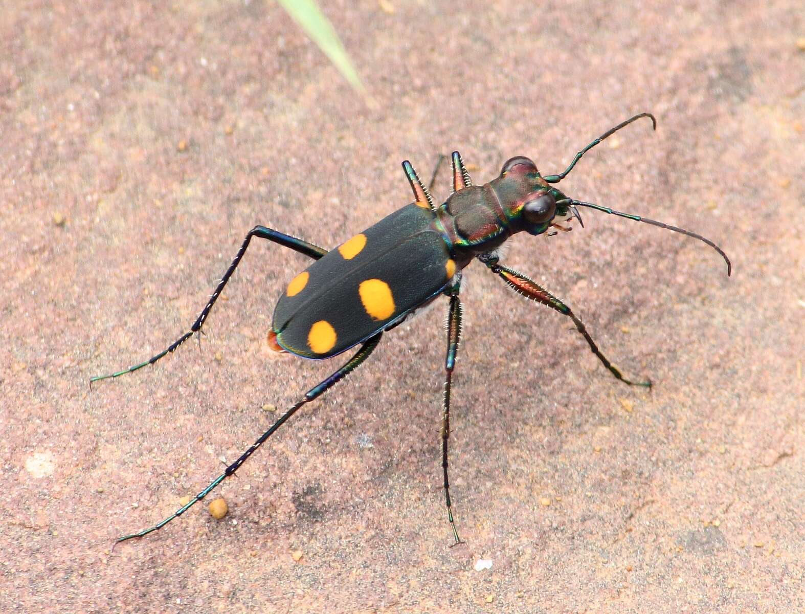 Image of Cicindela (Calochroa) bicolor haemorrhoidalis Wiedemann 1823