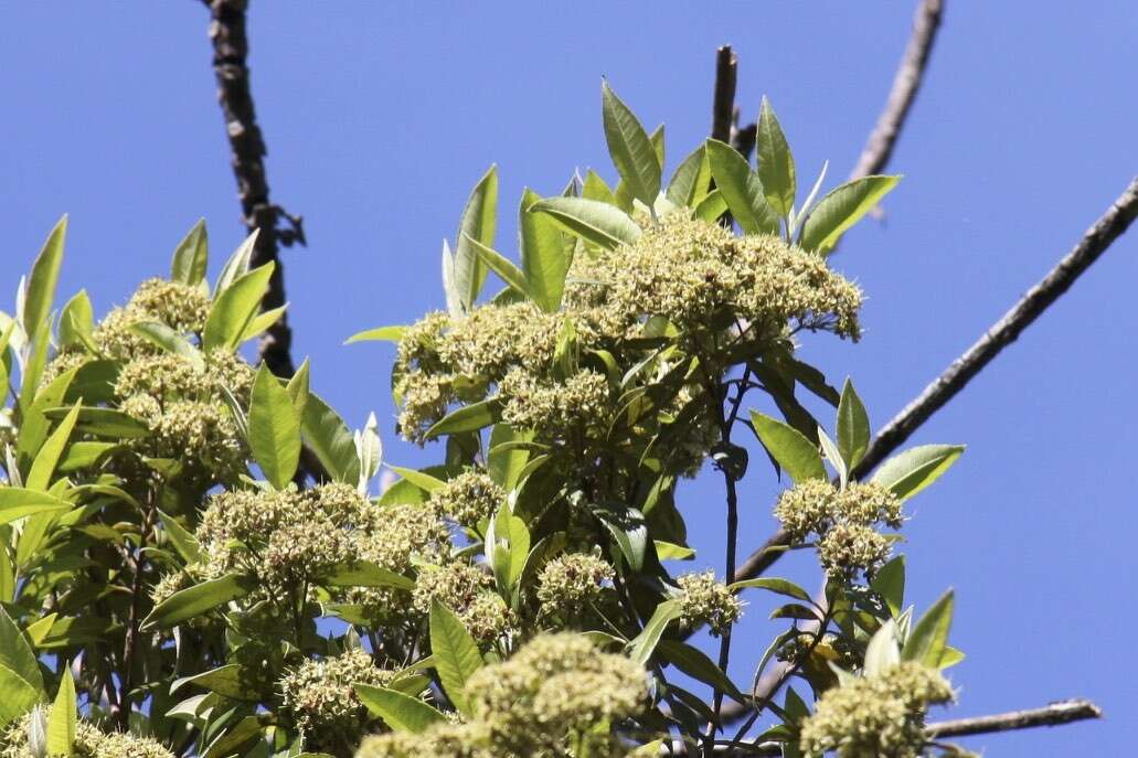 Image of Lemon Myrtle