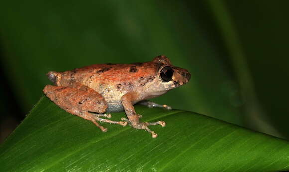 Image of Pristimantis kichwarum Elmer & Cannatella 2008