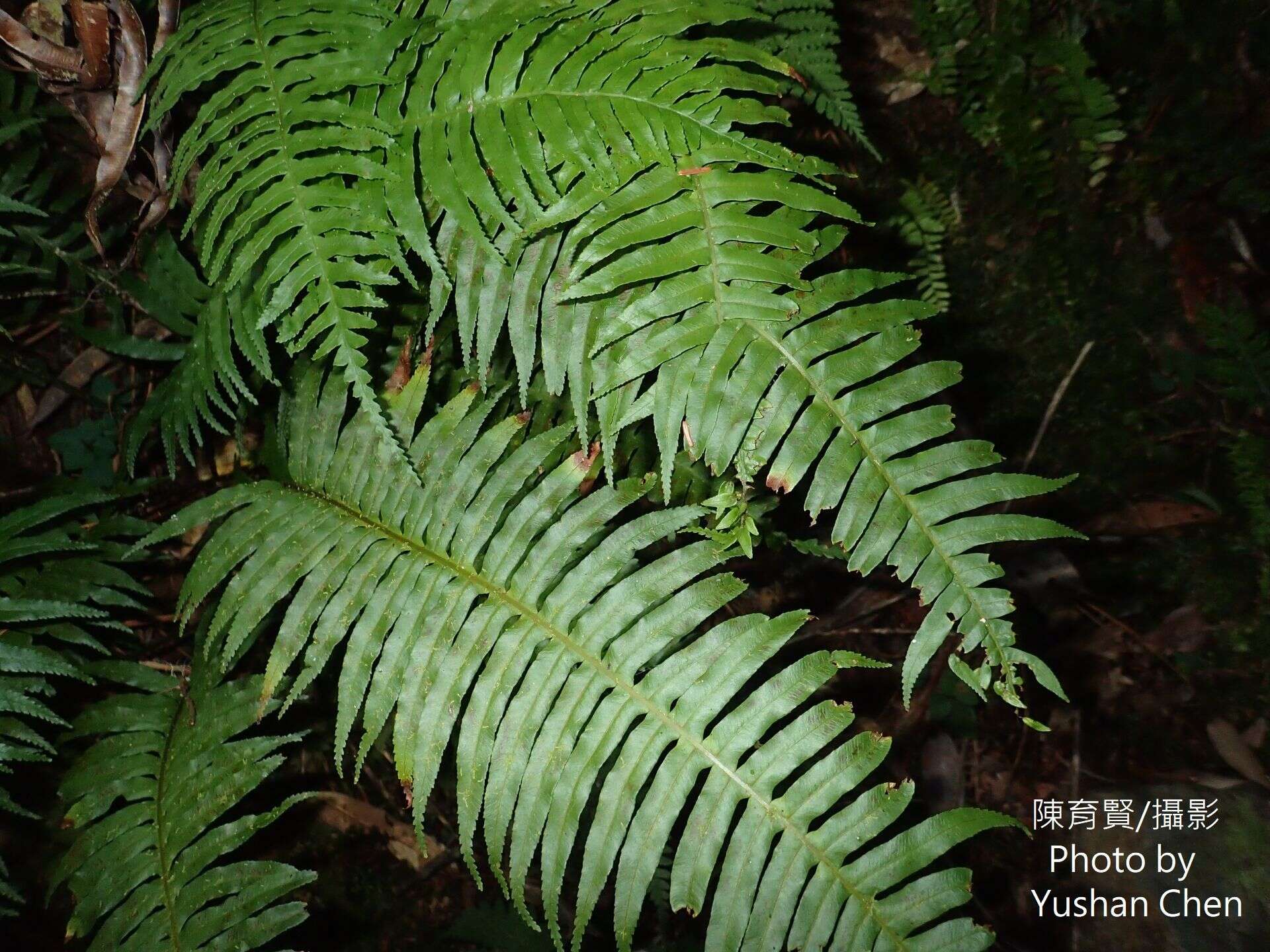 Imagem de Plagiogyria falcata Copel.