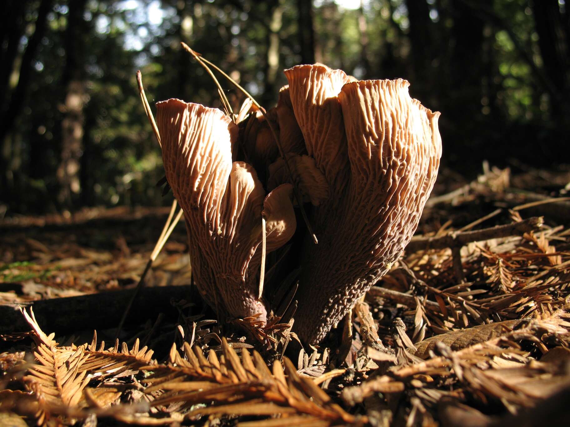 Gomphus clavatus (Pers.) Gray 1821 resmi