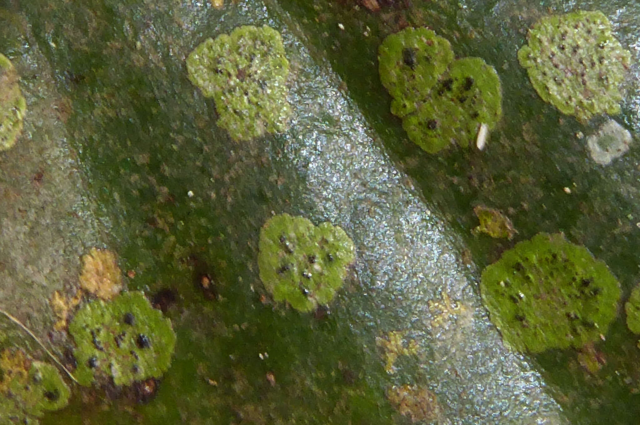 Image of Strigula smaragdula Fr.