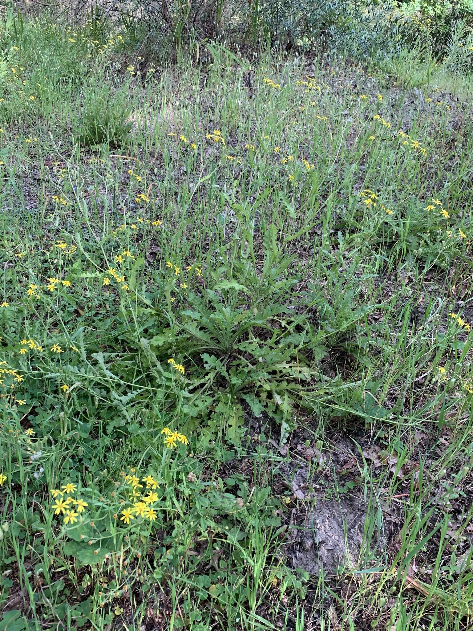 Image of Senecio hastatus L.