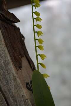 Image de Stelis quadrifida (Lex.) Solano & Soto Arenas