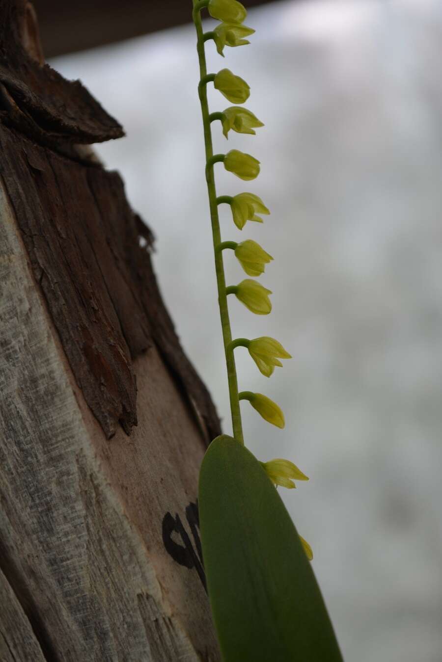 Plancia ëd Stelis quadrifida (Lex.) Solano & Soto Arenas