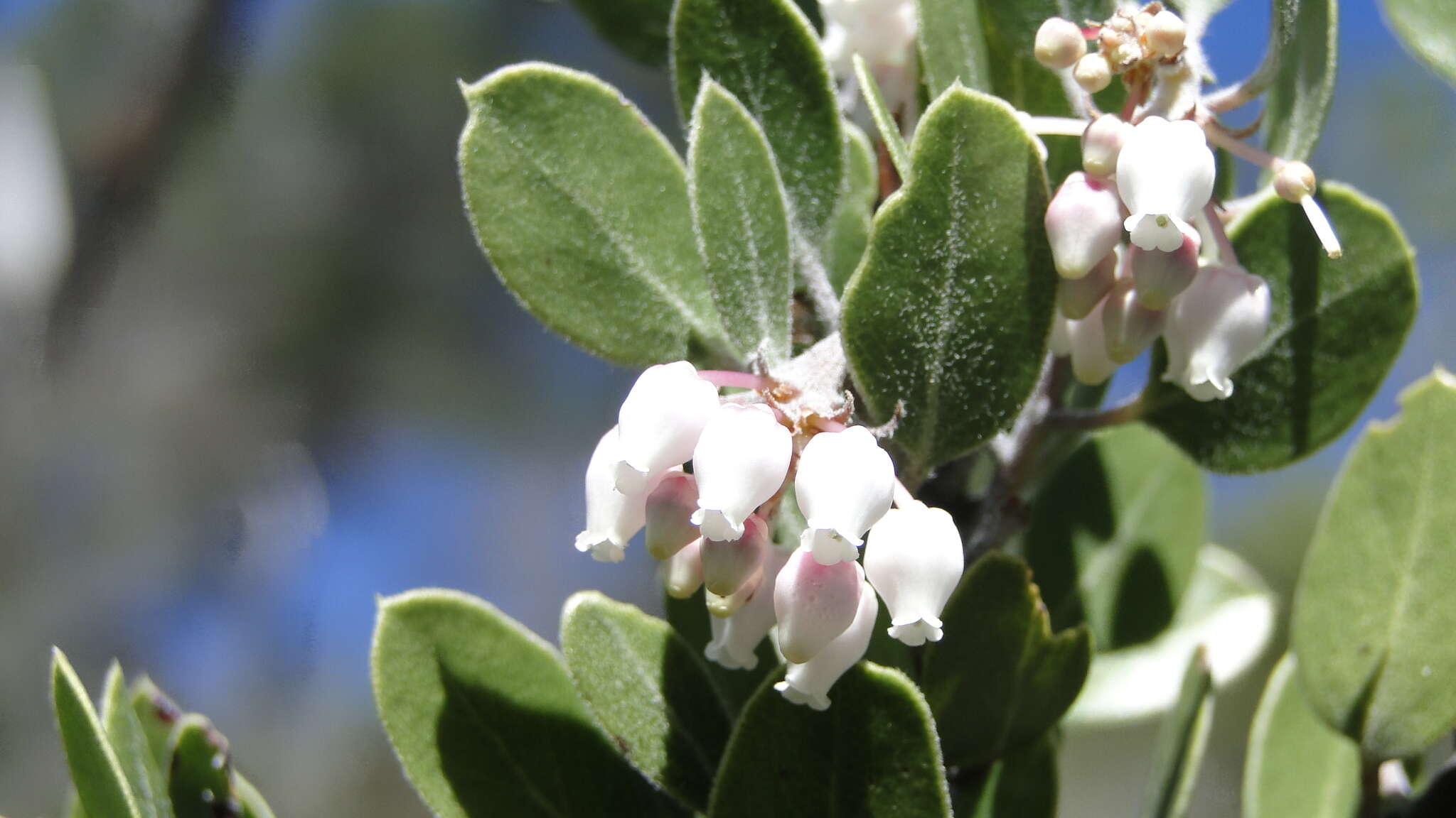 Image of pointleaf manzanita