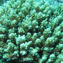 Plancia ëd Acropora appressa (Ehrenberg 1834)