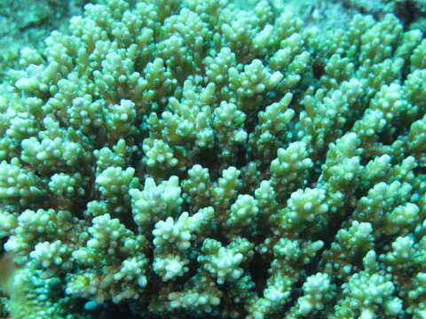 صورة Acropora appressa (Ehrenberg 1834)