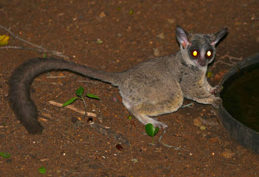 Imagem de Galago moholi A. Smith 1836