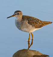 Image of Wood Sandpiper