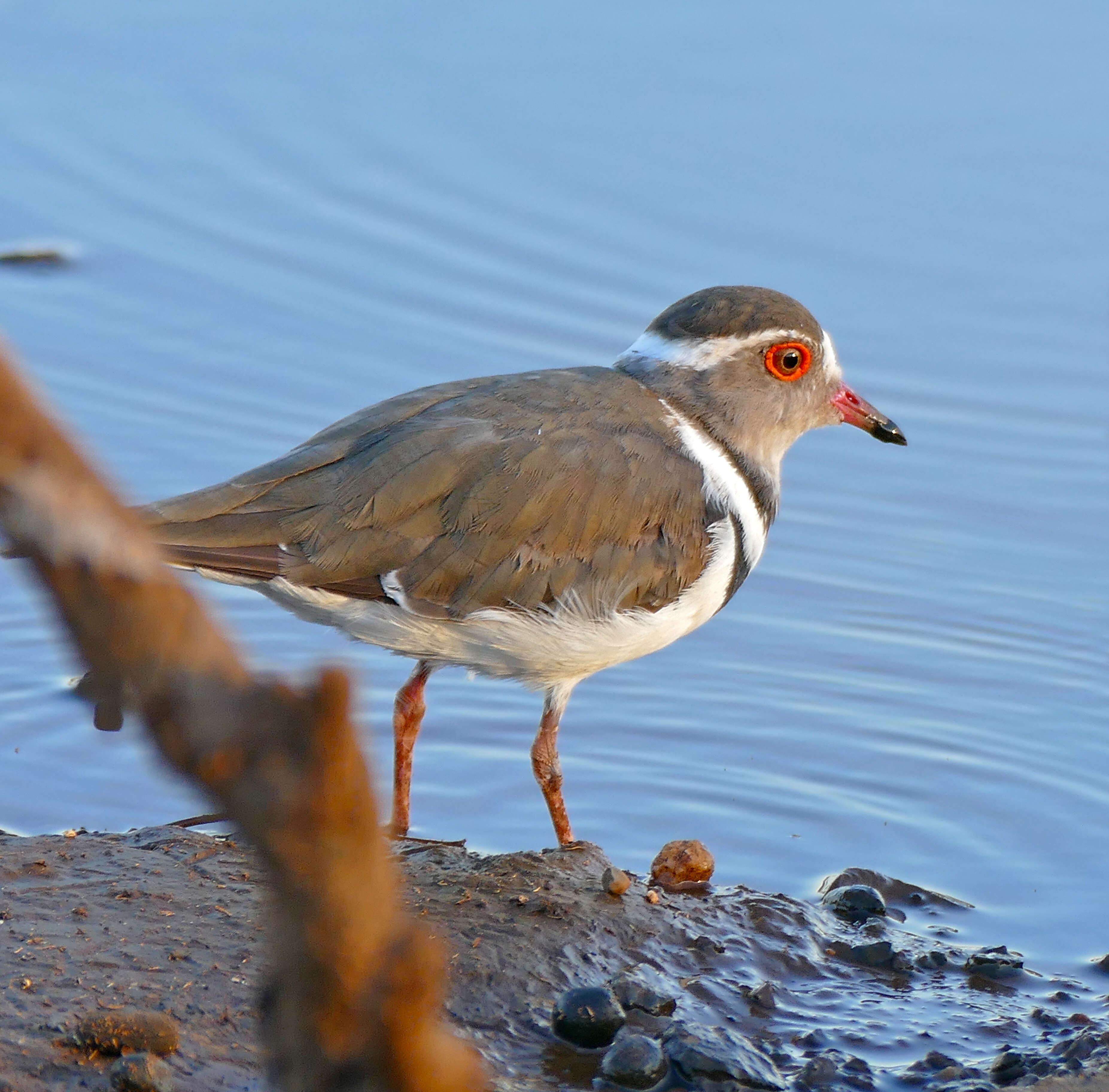 Слика од Charadrius tricollaris Vieillot 1818