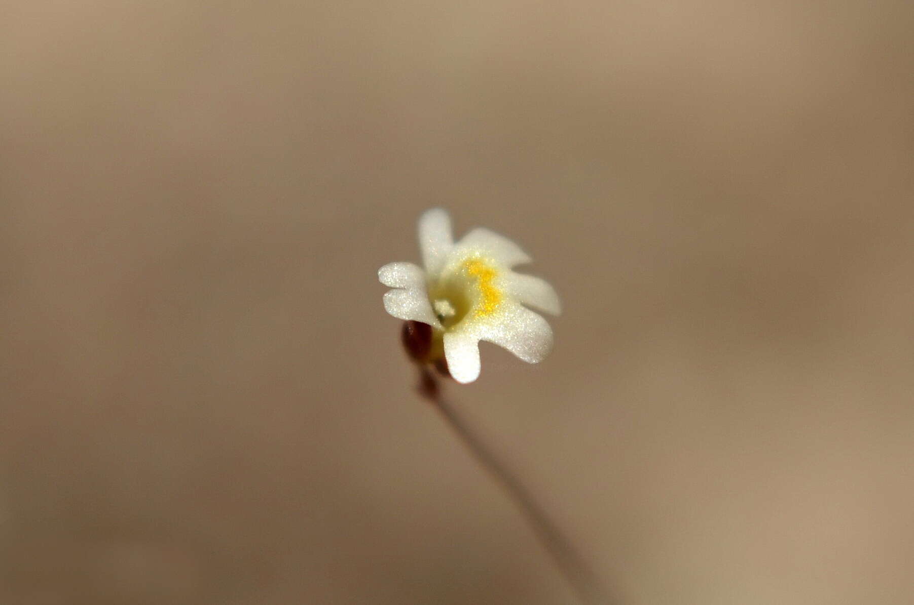 Utricularia quinquedentata F. Mueller ex P. Taylor resmi