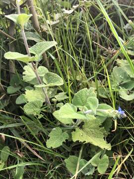 Image of Salvia palifolia Kunth