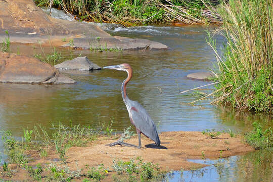 Image of Goliath Heron