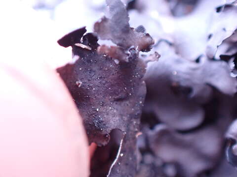 Image of Petaled rock tripe lichen