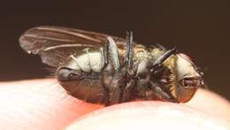 Image of Narrow-cheeked cluster fly