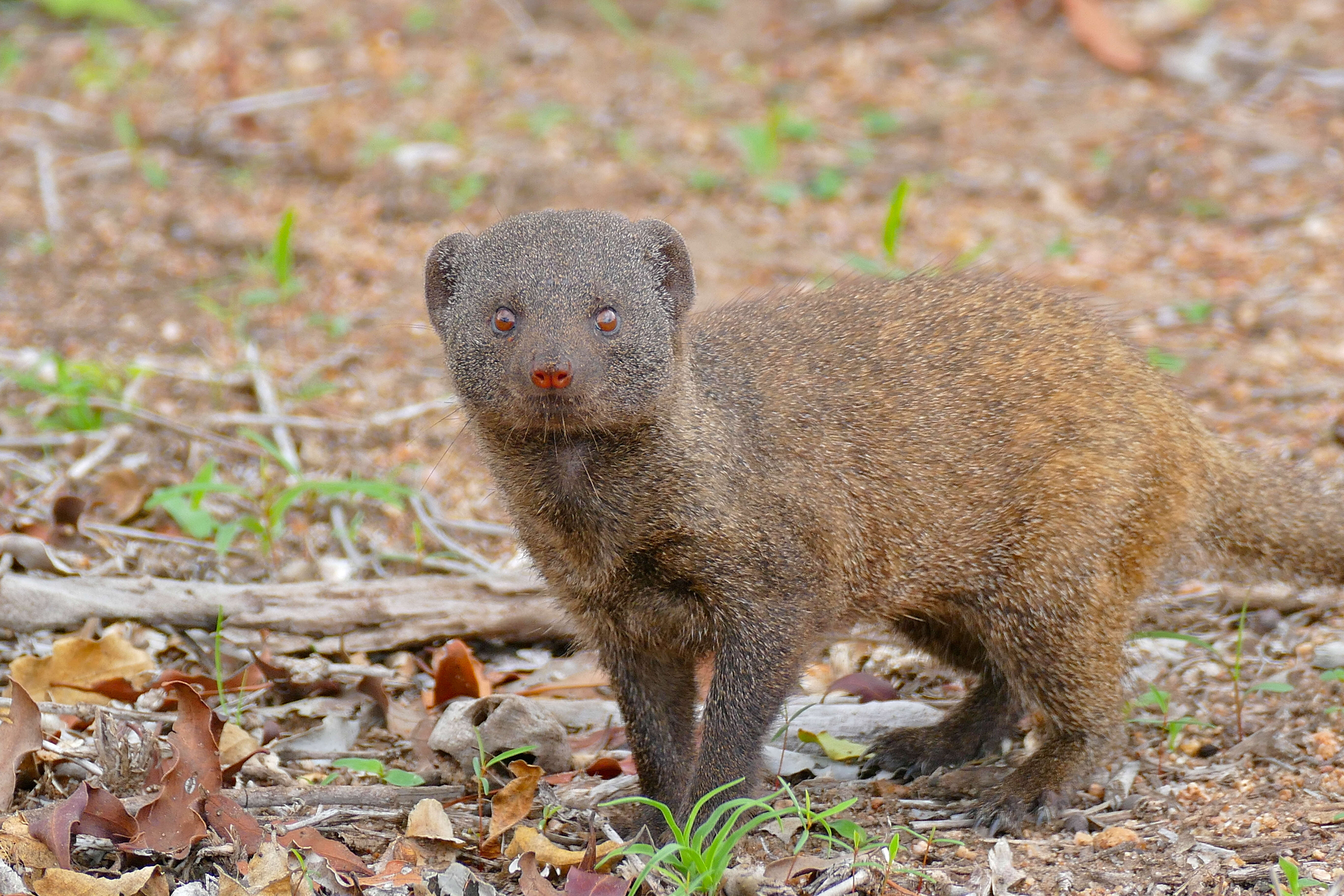 Image of Dwarf mongooses