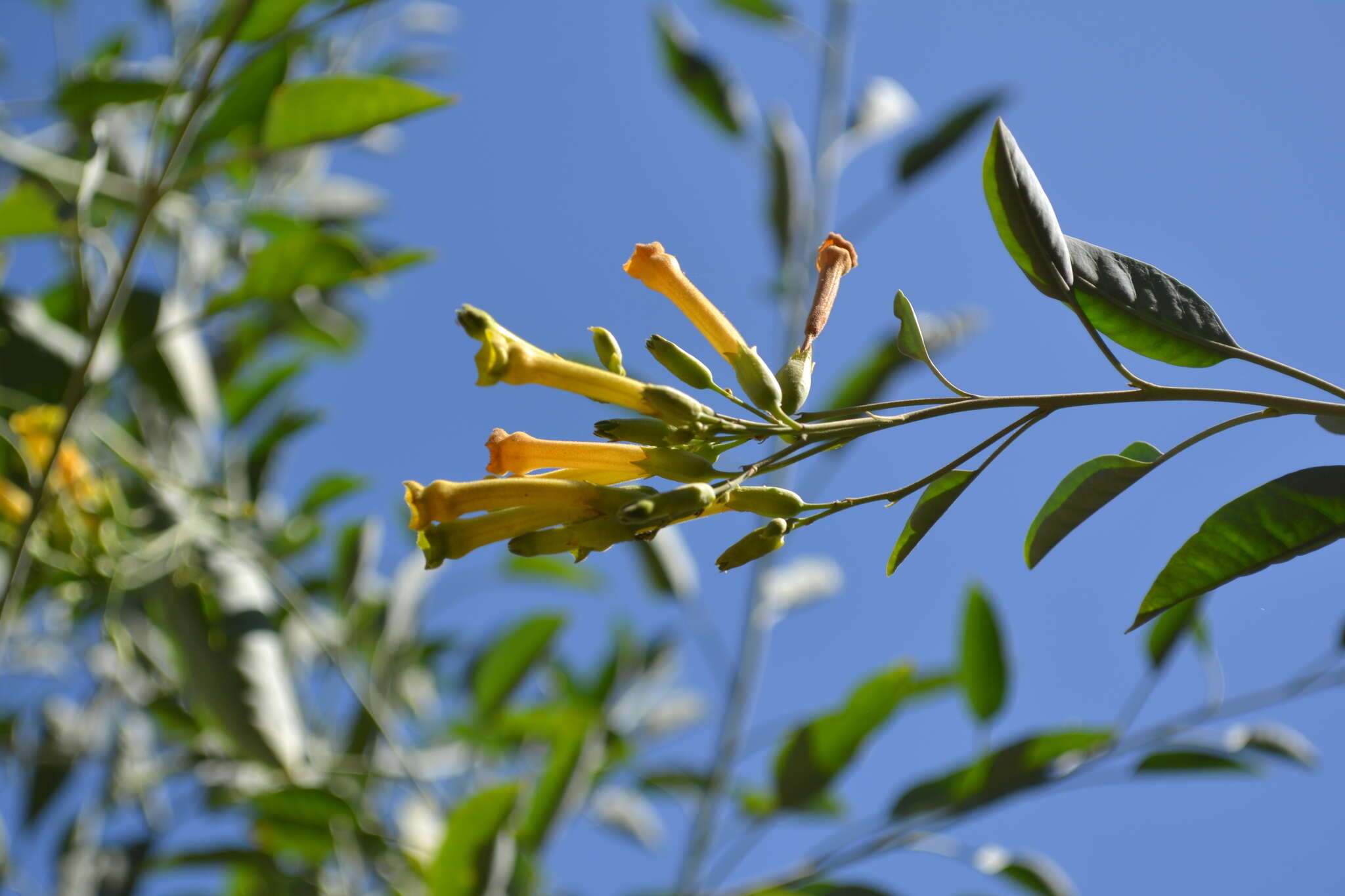 Image of tree tobacco