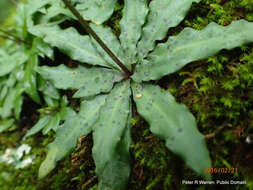 Image of Stenoglottis fimbriata Lindl.