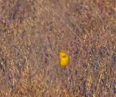 Image of Yellow Chat